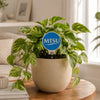 Middle Tennessee 'MTSU' Color Plant Stake