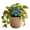 Middle Tennessee 'MTSU' Color Plant Stake