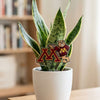 Minnesota Leaning Goldy Acrylic Plant Stake