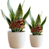 Minnesota Leaning Goldy Acrylic Plant Stake