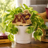 Minnesota Leaning Goldy Color Plant Stake