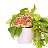 Minnesota Leaning Goldy Color Plant Stake