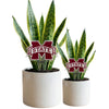 Mississippi State University Acrylic Plant Stake