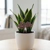 Mississippi State Script Acrylic Plant Stake