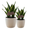 Mississippi State Script Acrylic Plant Stake