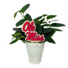 University of Mississippi Ole Miss Plant Stake