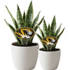 University of Missouri Tiger Acrylic Plant Stake