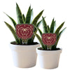 Missouri State Bear Head Acrylic Plant Stake