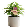 Missouri State Logo Color Plant Stake