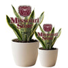 Missouri State Logo Acrylic Plant Stake