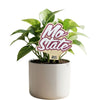 Missouri State 'MO' Color Plant Stake