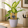 Murray State Vintage Dunker Color Plant Stake