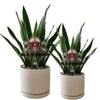 University of Nebraska Blackshirts Acrylic Plant Stake