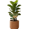 North Texas Logo 'UNT' Plant Stake