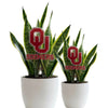 Oklahoma Logotype Acrylic Plant Stake