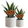 Oklahoma State OSU Acrylic Plant Stake