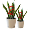 University of Mississippi Landshark Acrylic Plant Stake