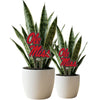 University of Mississippi Ole Miss Acrylic Plant Stake