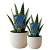 University of Mississippi Rebels Acrylic Plant Stake