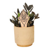 Pi Beta Phi Crest Natural Wood Plant Stake