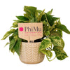 Phi Mu Motto Color Plant Stake