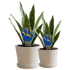 University of Pittsburgh Paw Acrylic Plant Stake