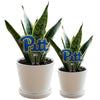 University of Pittsburgh "Pitt" Acrylic Plant Stake