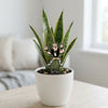 Purdue Pete Plant Acrylic Stake