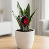 Rutgers University Knight Acrylic Plant Stake