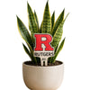Rutgers University Color Plant Stake