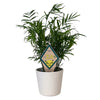 Sigma Alpha Crest Color Plant Stake