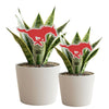 SMU Mustang Acrylic Plant Stake