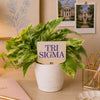 Tri Sigma Color Plant Stake