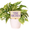 Tri Sigma Color Plant Stake