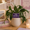 Tri Sigma Empowered Color Plant Stake