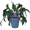 Tri Sigma Empowered Color Plant Stake