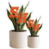 Sam Houston SH Acrylic Stake
