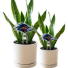 Texas at San Antonio Roadrunner Head Acrylic Plant Stake