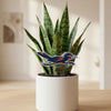Texas at San Antonio Roadrunner Acrylic Plant Stake