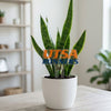 Texas at San Antonio 'UTSA' Acrylic Plant Stake