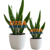 Texas at San Antonio 'UTSA' Acrylic Plant Stake