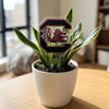 South Carolina Gamecock Acrylic Plant Stake