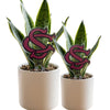 South Carolina 'SC' Acrylic Plant Stake