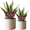 South Carolina Script Acrylic Plant Stake