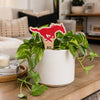 Southern Methodist Mustang Color Plant Stake
