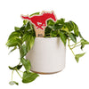 Southern Methodist Mustang Color Plant Stake