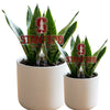 Stanford Athletic Logo Acrylic Plant Stake