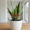 Stanford University Acrylic Plant Stake