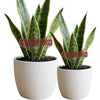 Stanford University Acrylic Plant Stake