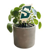 Stetson University Primary Color Plant Stake